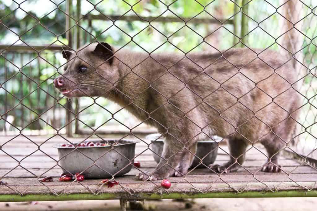 Schleichkatzen Gefängnis