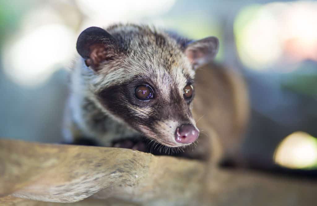 Schleichkatzen haben Kopi Luwak nicht verdient