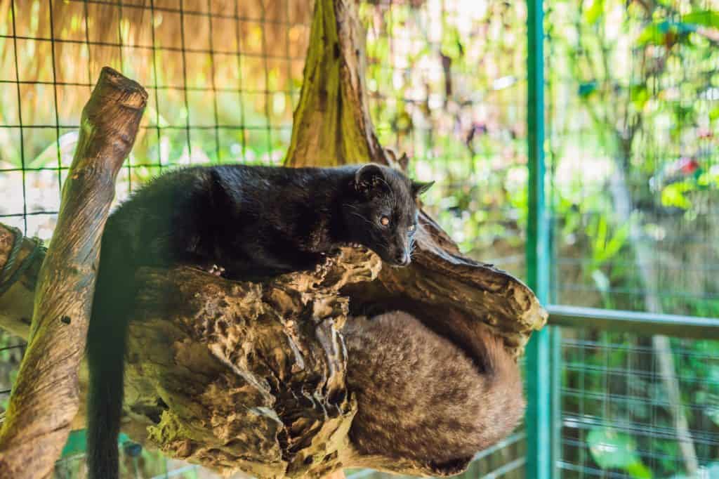 Die Tierquälerei für den Kopi Luwak