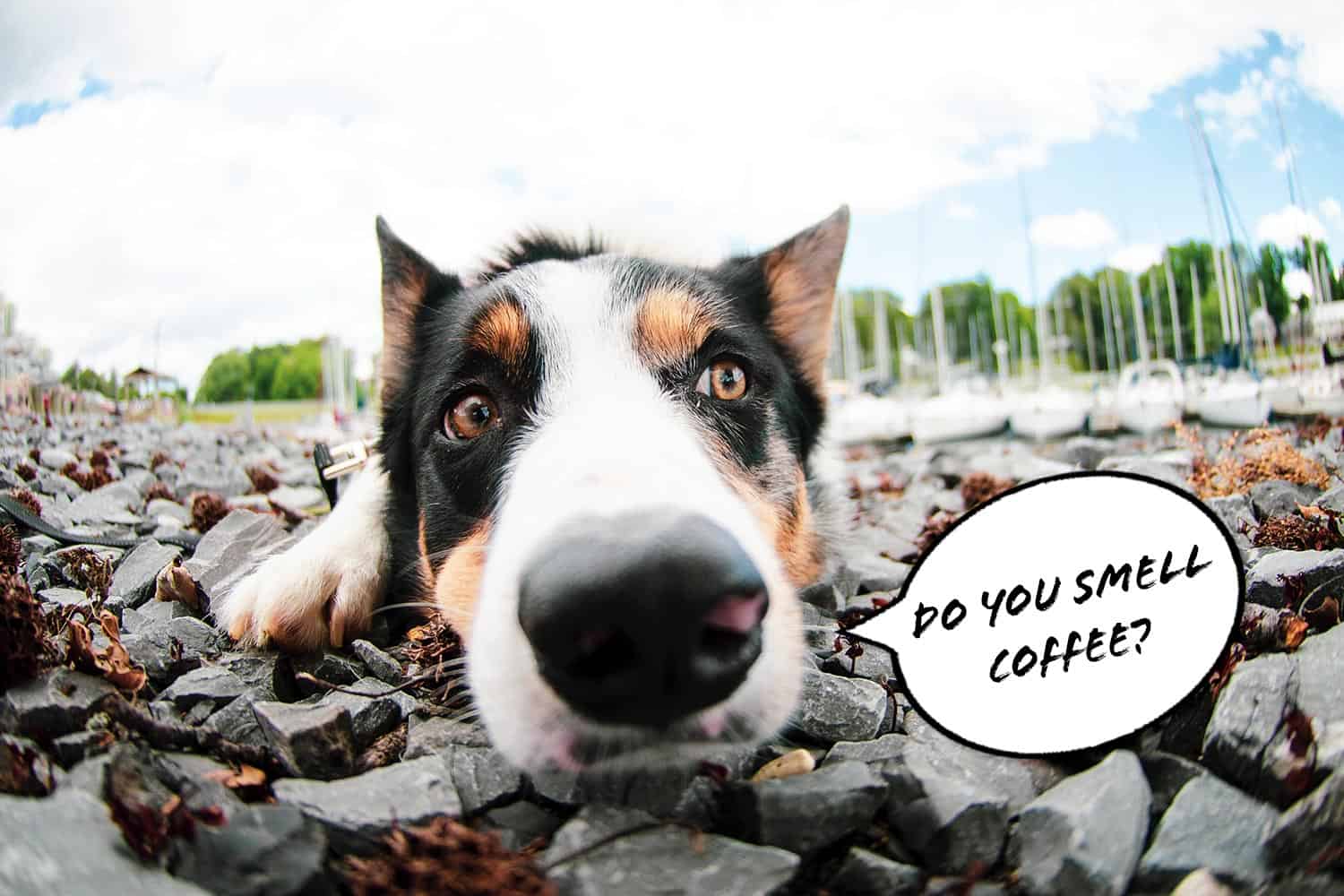 do dogs like coffee smell