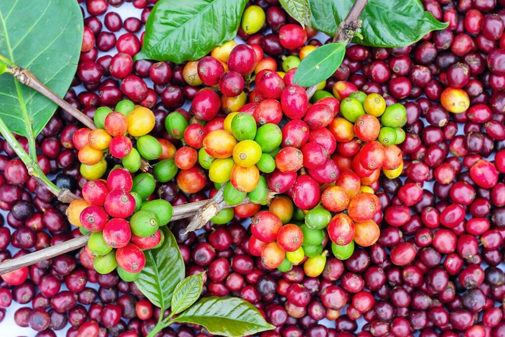 Coffee Cherries Spread Out