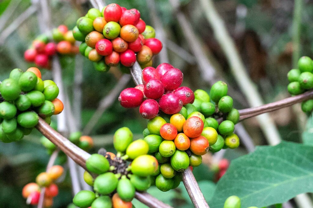 Unripe coffee cherries