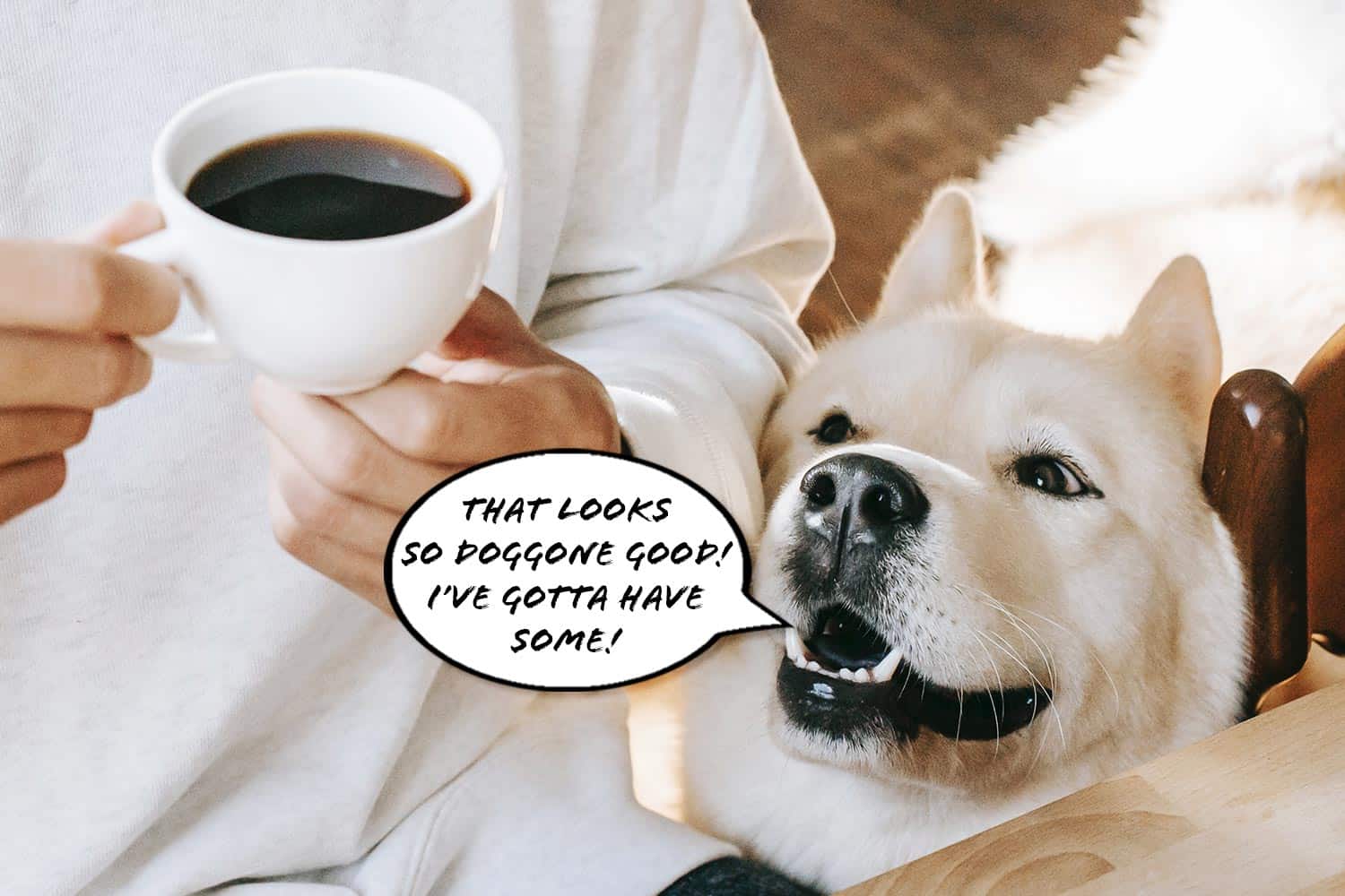 what happens when dogs drink coffee