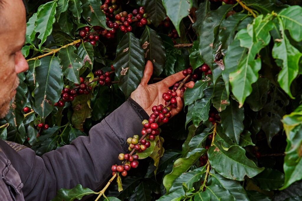 Kaffeekirschen in rot und gruen