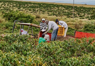 Brasilien Kaffeefarm 2022 Ernte kaffeekirschen