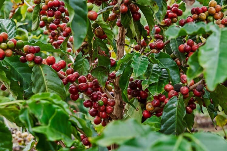 Honduras Coffee: A Full Guide to Honduran Coffee Beans