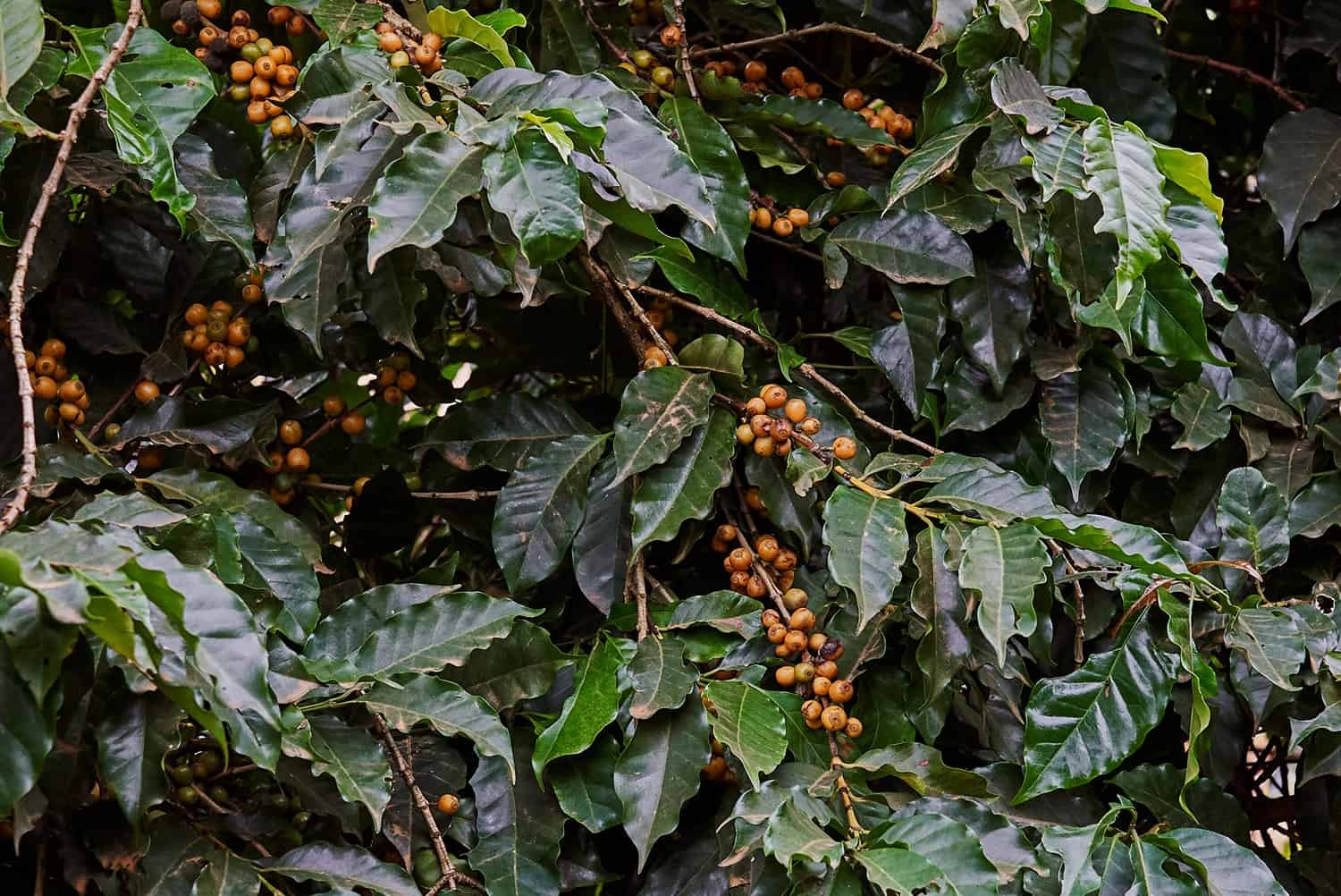 Brasilien Kaffeefarm 2022 Kaffeekirschen an Pflanze Gelb