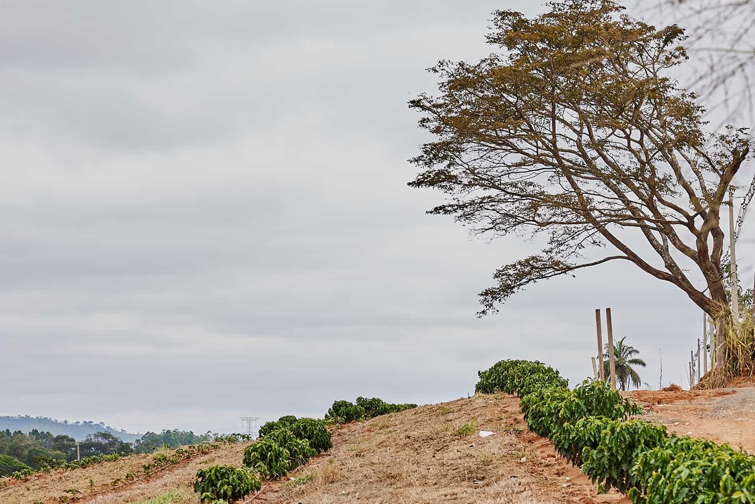 Brasilien Kaffeefarm 2022 Natur