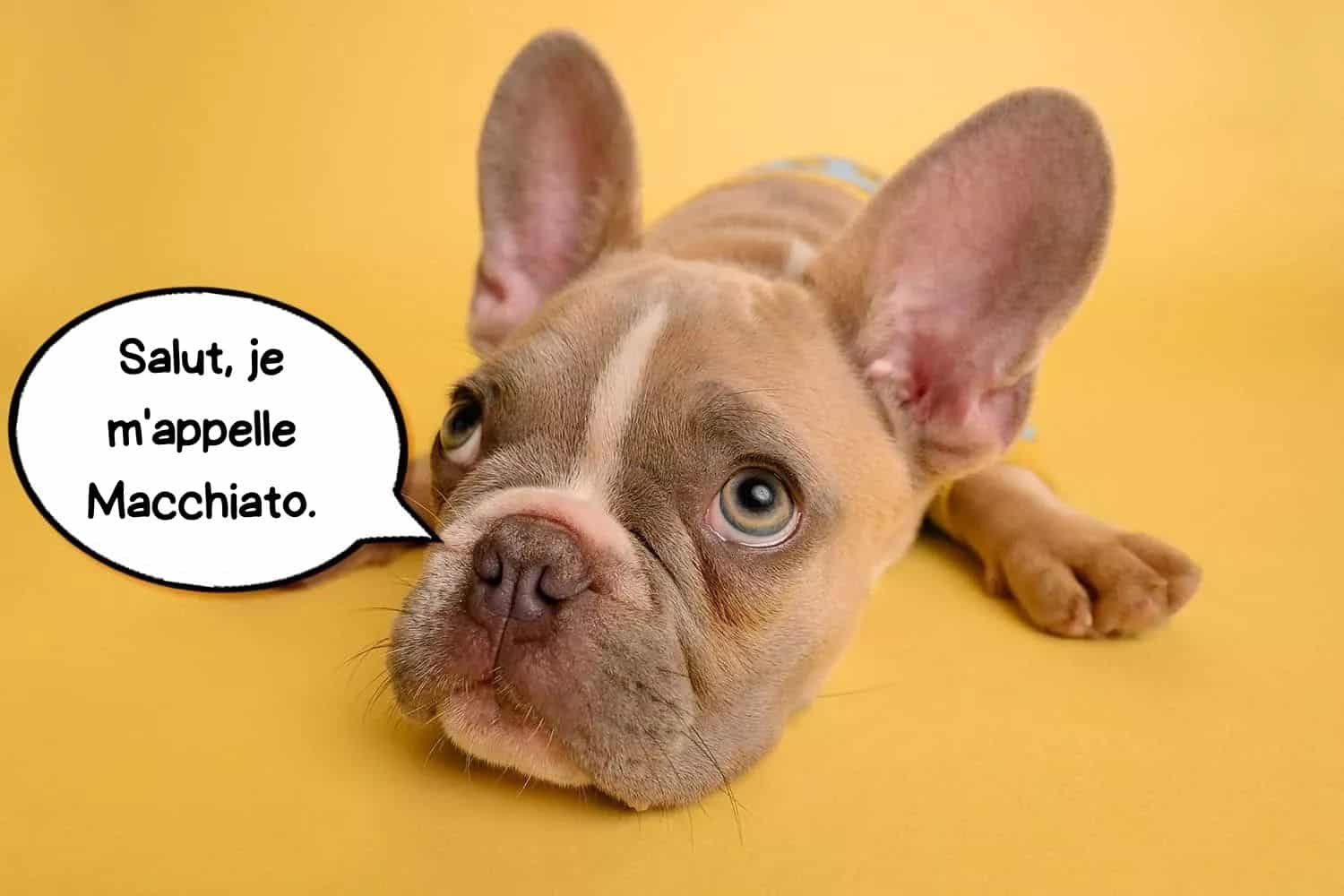 Gros plan sur un chien qui s'appelle Macchiato.