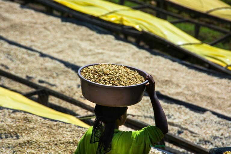 Honduras Coffee: A Full Guide to Honduran Coffee Beans
