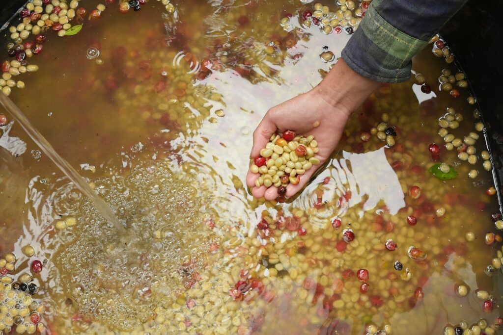 Fruit Fermented Coffee washed