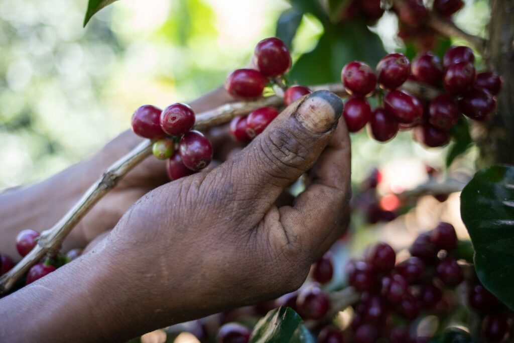 Honduras Coffee: A Full Guide to Honduran Coffee Beans
