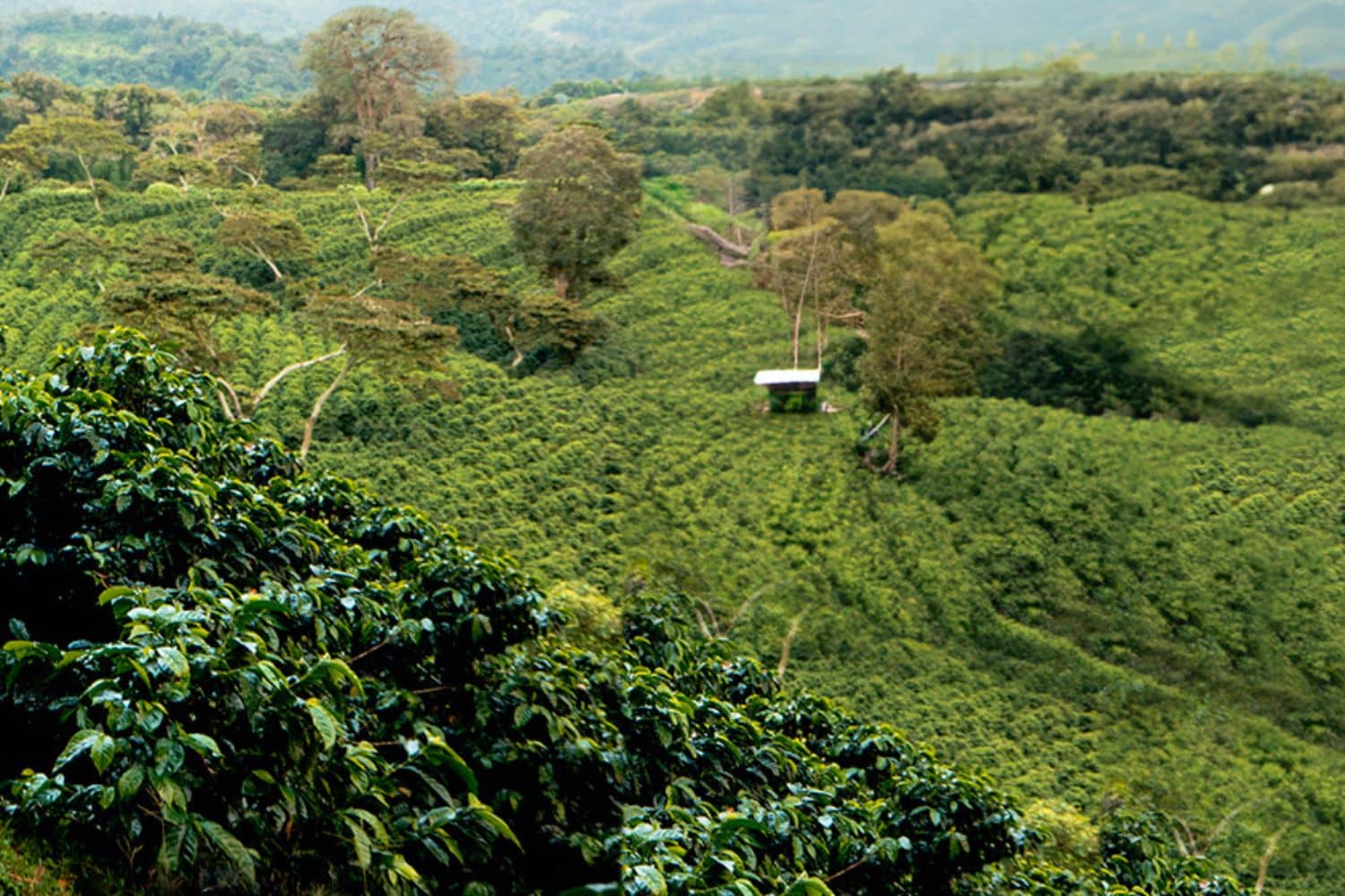 Panama Coffee Plantation