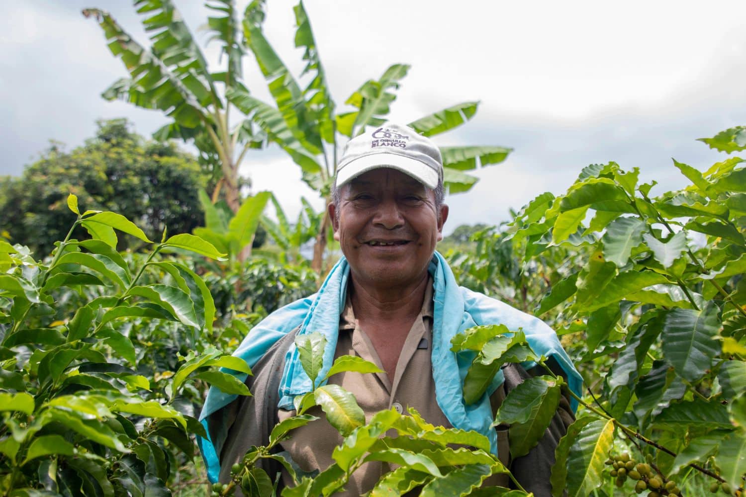 Panama Coffee Production