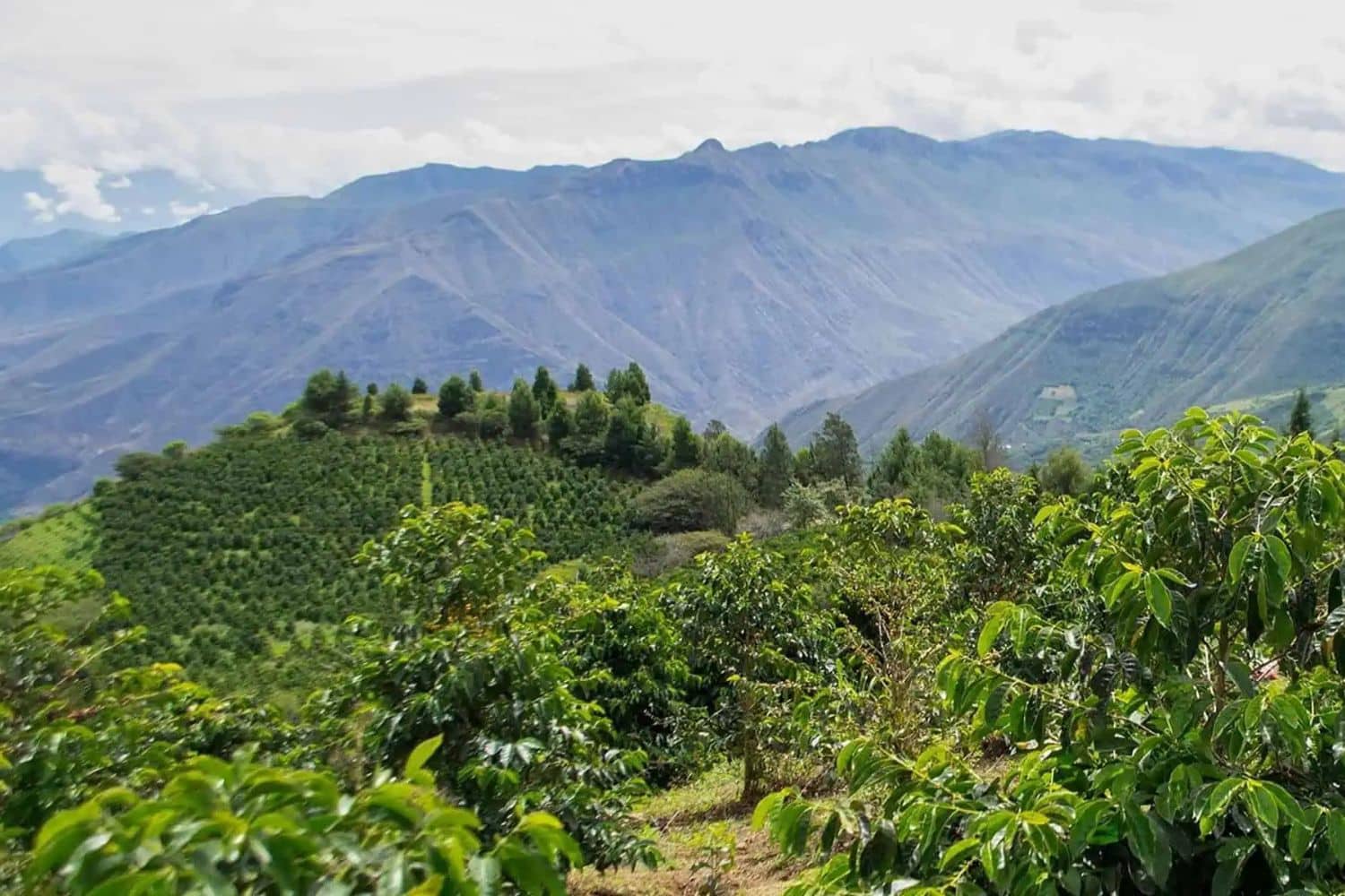 Ecuadorian Coffee Andes Mountains